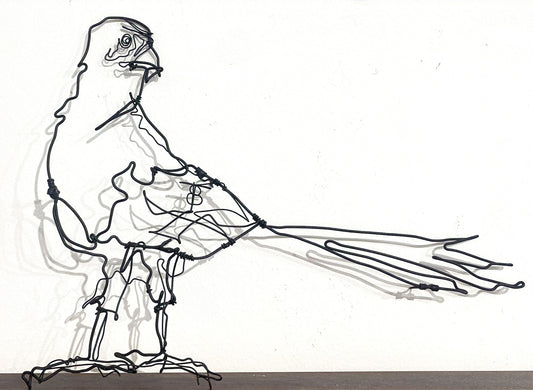 Ben Baker 'Magpie Looking Back' Wire Drawing