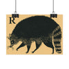 Tabby Booth Fine Art Print • R for Racoon