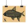 Tabby Booth Fine Art Print • X for X-Ray Fish