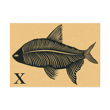 Tabby Booth Fine Art Print • X for X-Ray Fish