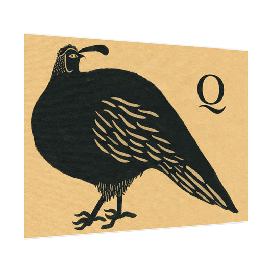 Tabby Booth Fine Art Print • Q for Quail