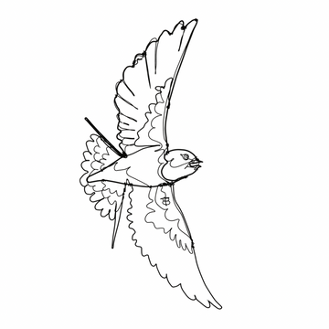 Ben Baker Bird Wire Drawing