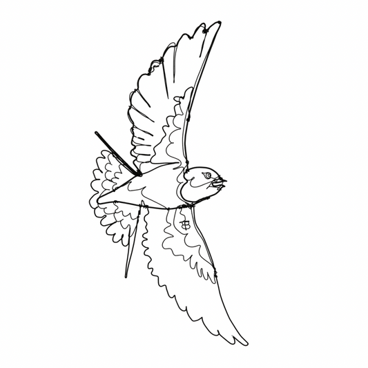 Ben Baker Bird Wire Drawing