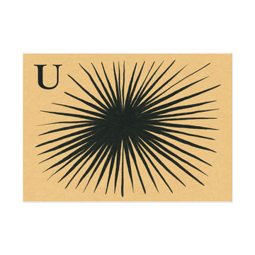 Tabby Booth Fine Art Print • U for Urchin