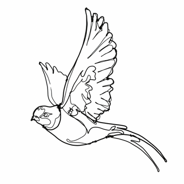 Ben Baker Bird Wire Drawing