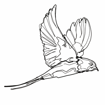 Ben Baker Bird Wire Drawing