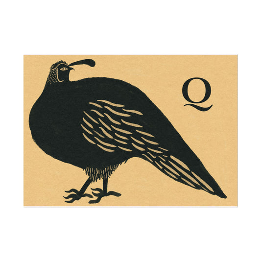 Tabby Booth Fine Art Print • Q for Quail