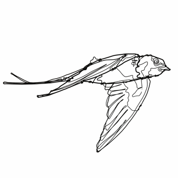 Ben Baker Bird Wire Drawing