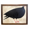 Tabby Booth Original Painting 'CHOUGH’ In Antique Wood Frame