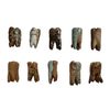 Amelia K Fulton Original Wood-fired Ceramic Teeth