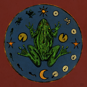 Katy Gusterson - Frog Life Cycle - Fine Art Print